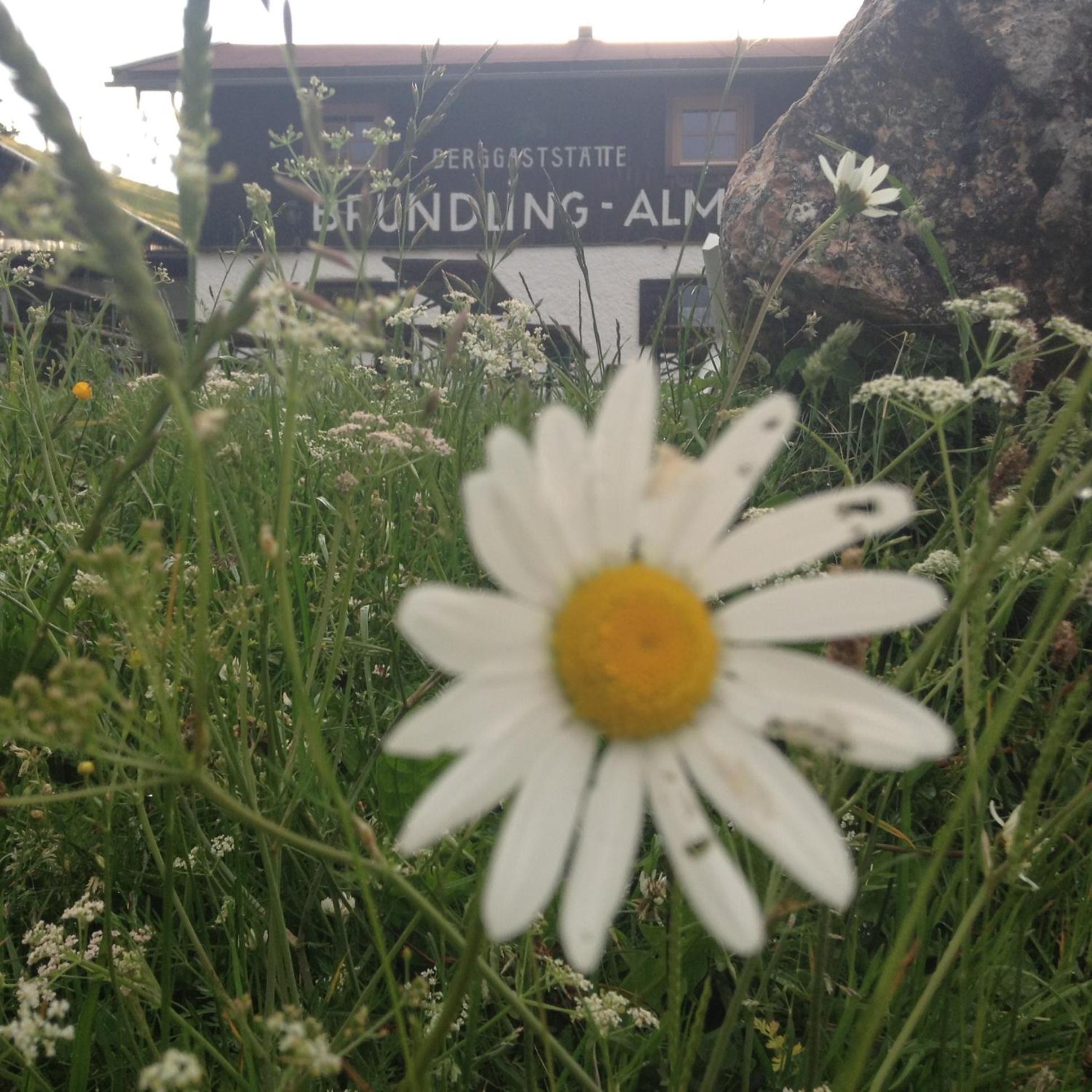 Bruendling-Alm Berggasthof Auf 1167M Auf Dem Hochfelln Берген Екстериор снимка